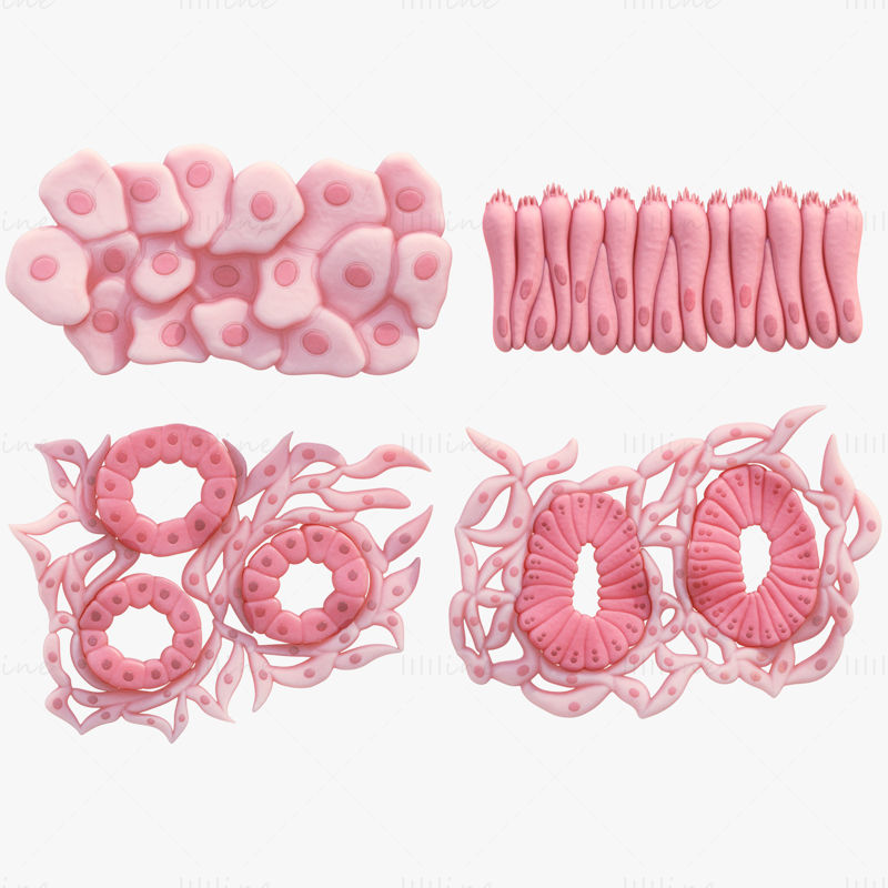 Model 3D medical pentru țesuturi epiteliale