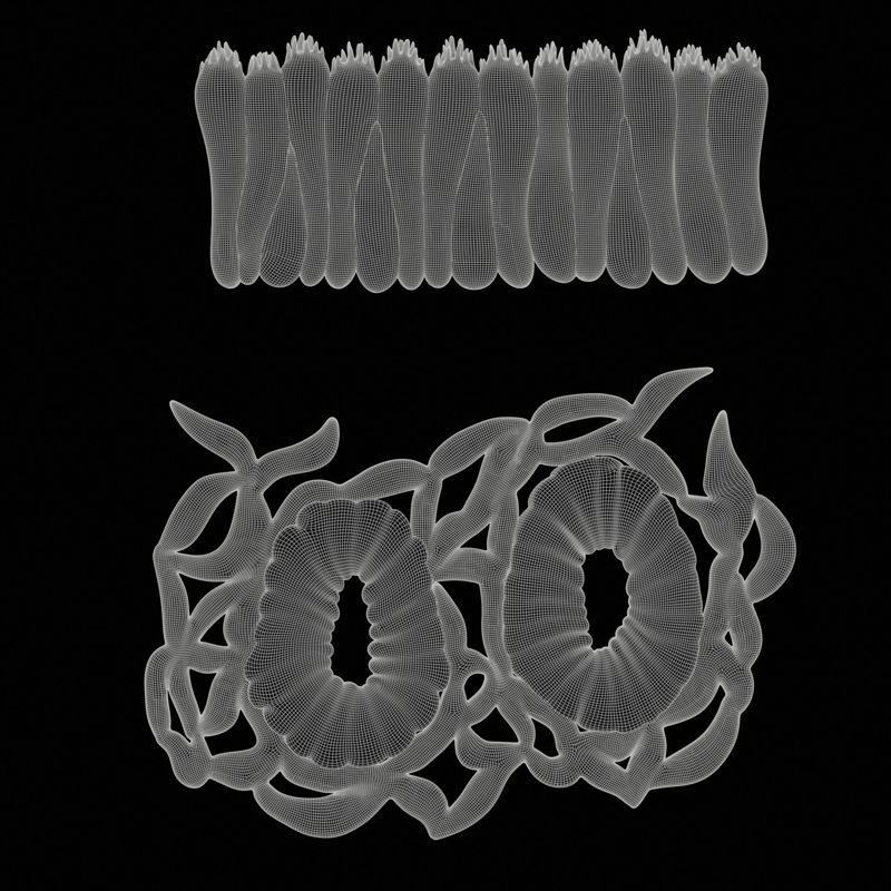 Modèle 3D médical de tissus épithéliaux