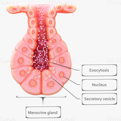 Exocrine gland medical 3d model