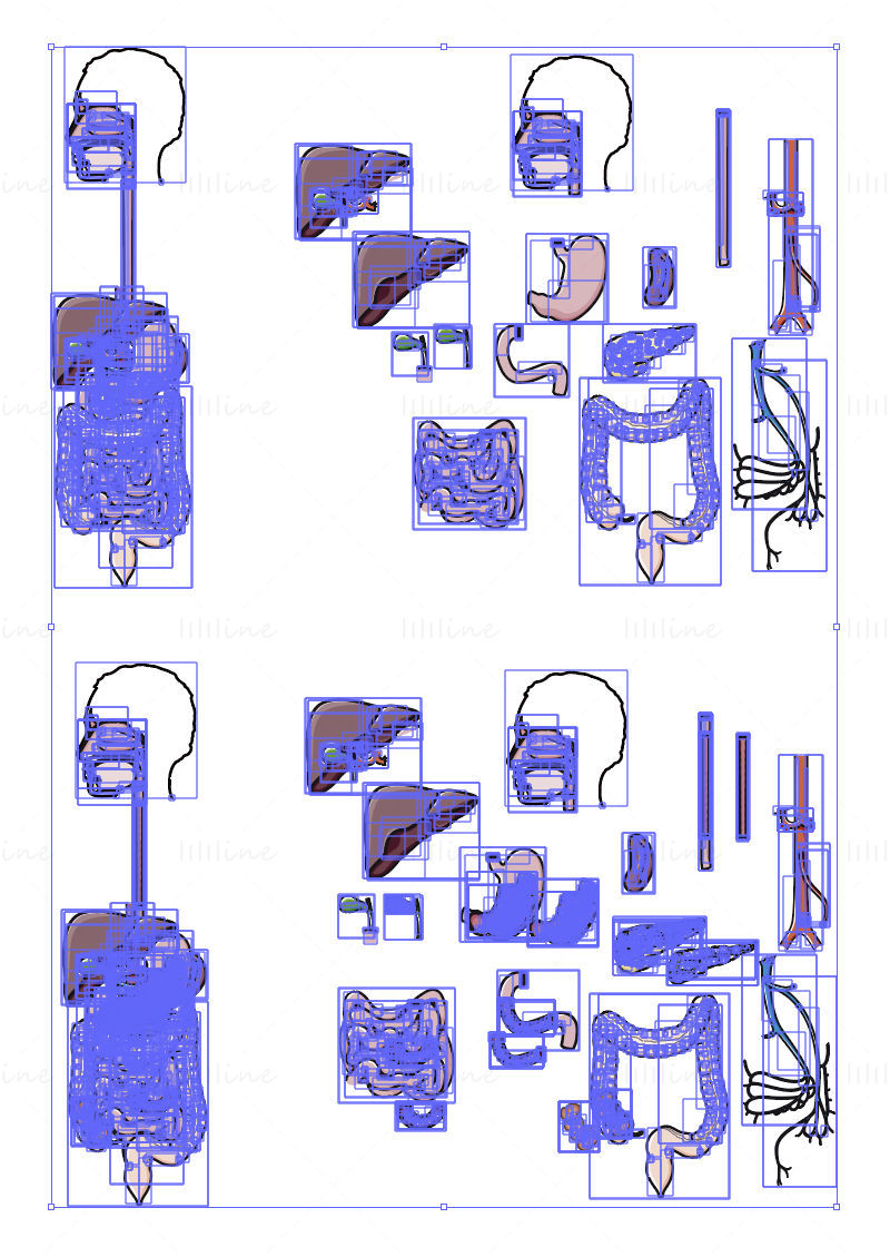 Exploded view of  digestive apparatus vector