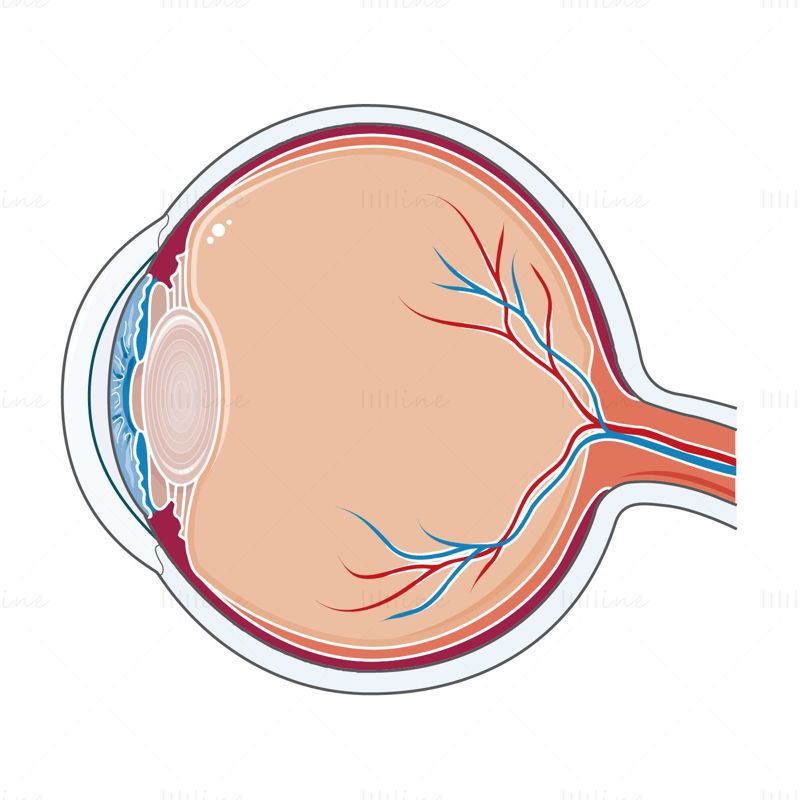 Ilustración de vector de ojo