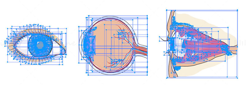 Eye vector illustration