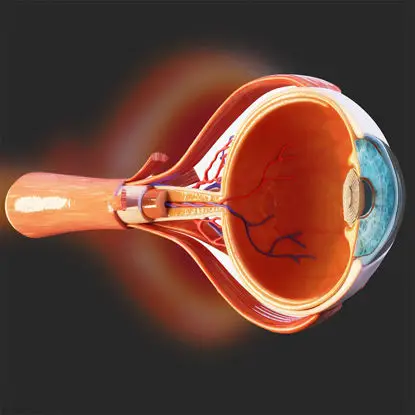 Ilustración médica PNG de la estructura del globo ocular