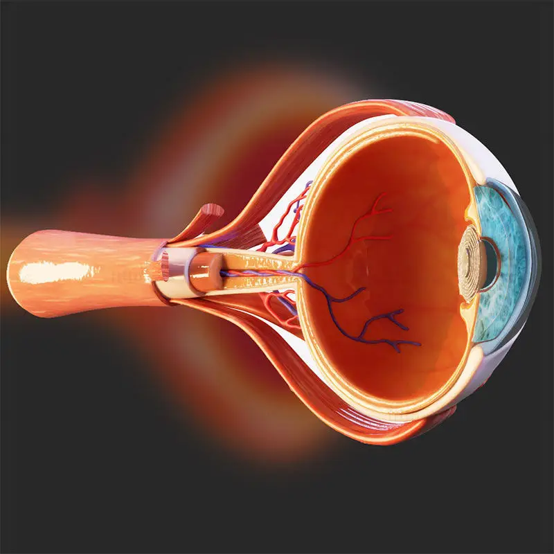 Eyeball structure medical illustration PNG