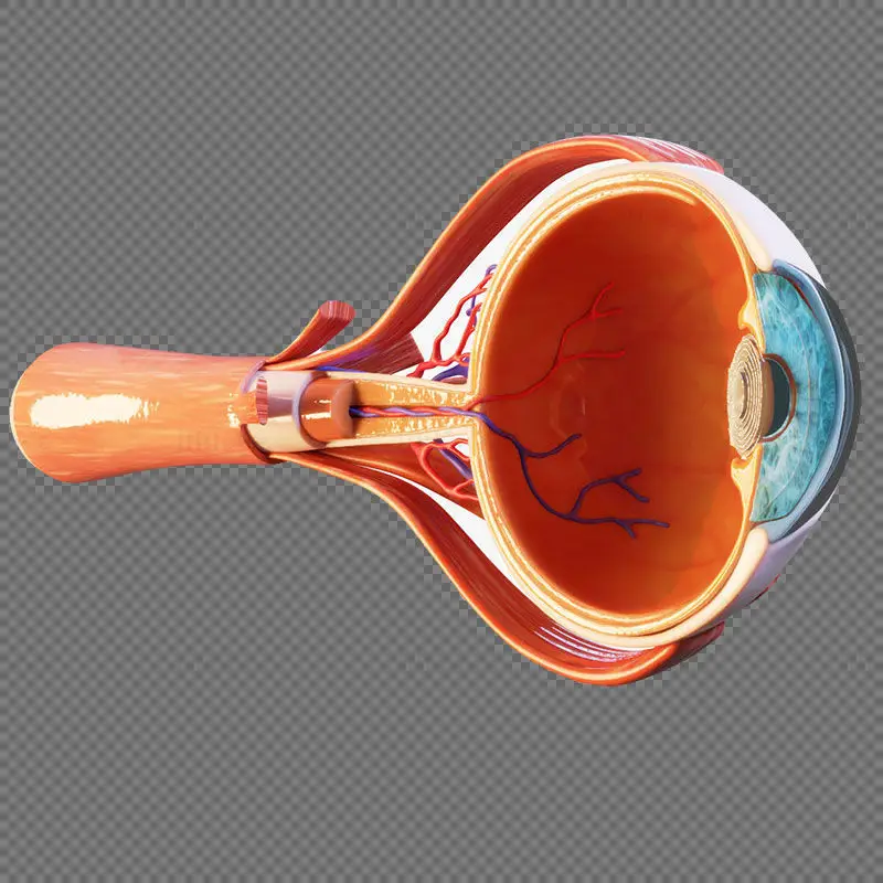 Eyeball structure medical illustration PNG