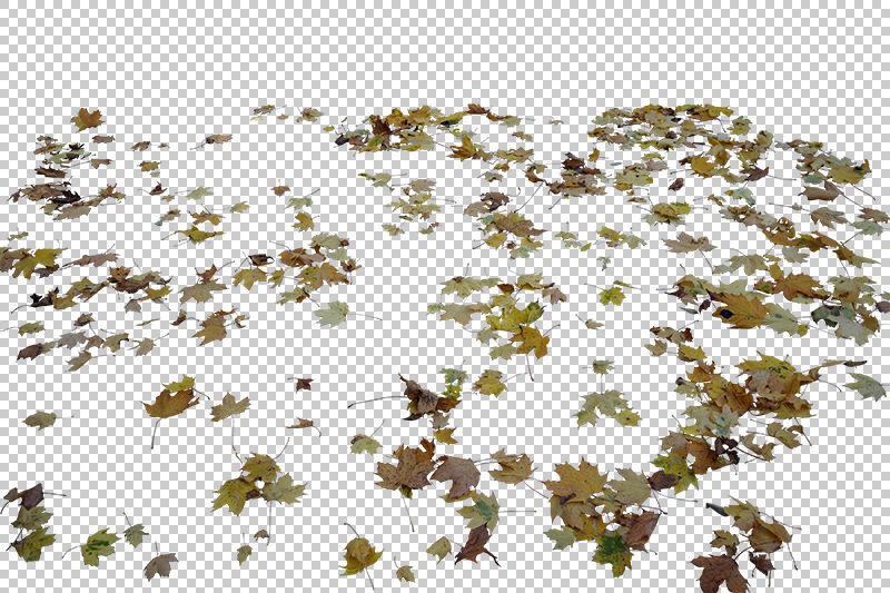 Fall Leaves Transparent Png