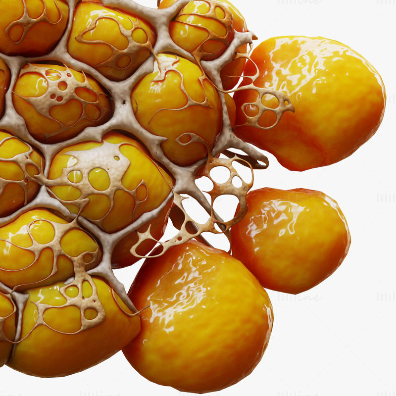 3D model anatomie tukových buněk