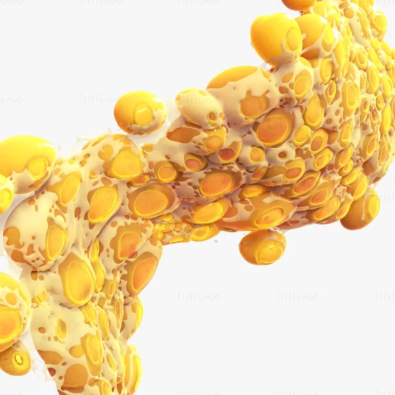 Fat Cell Anatomy 3D Model