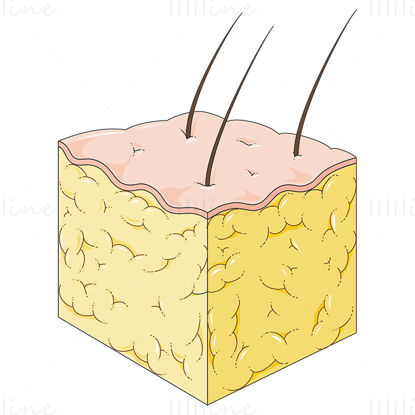Fat tissue vector scientific illustration