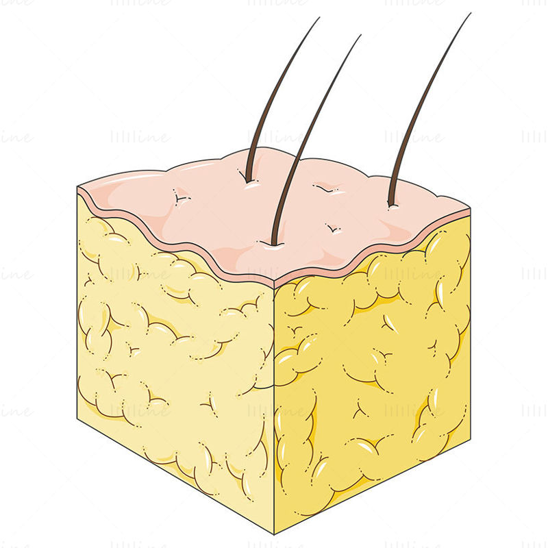 Fat tissue vector scientific illustration