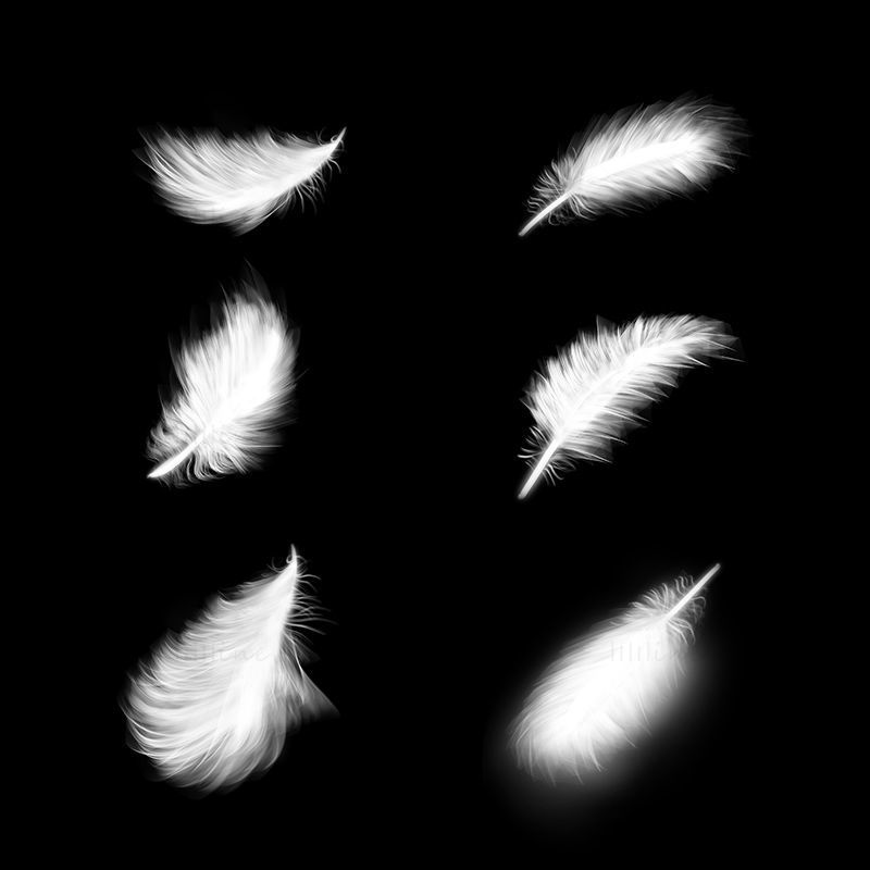 Feather png and psd