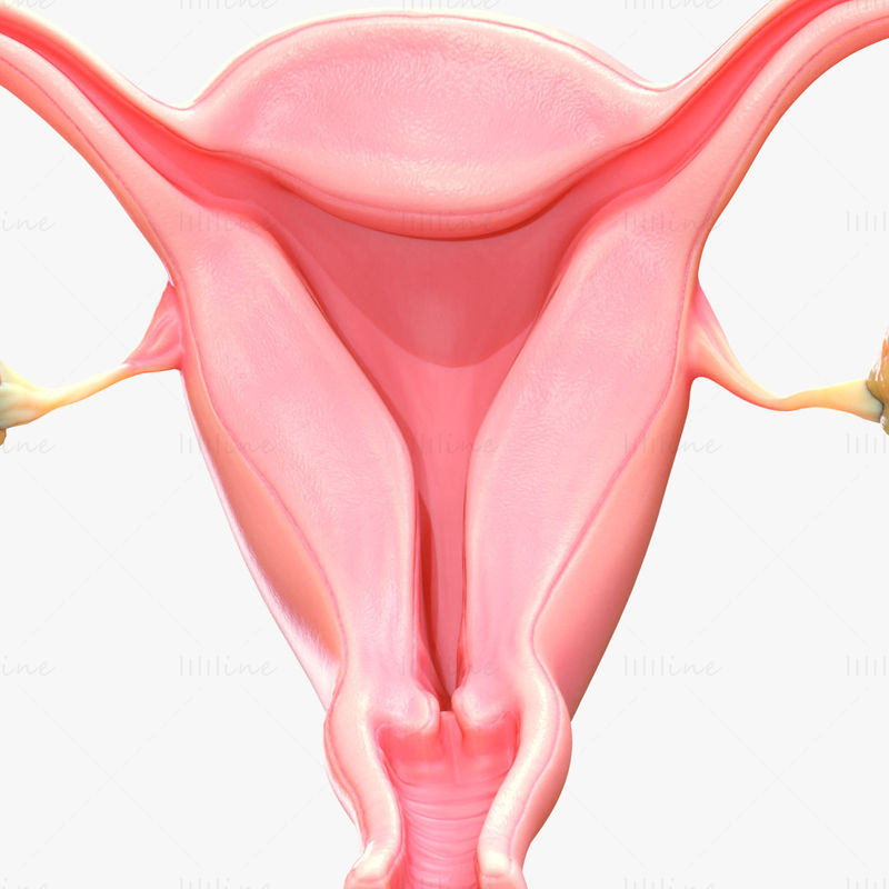 Female Reproductive System 3D Model