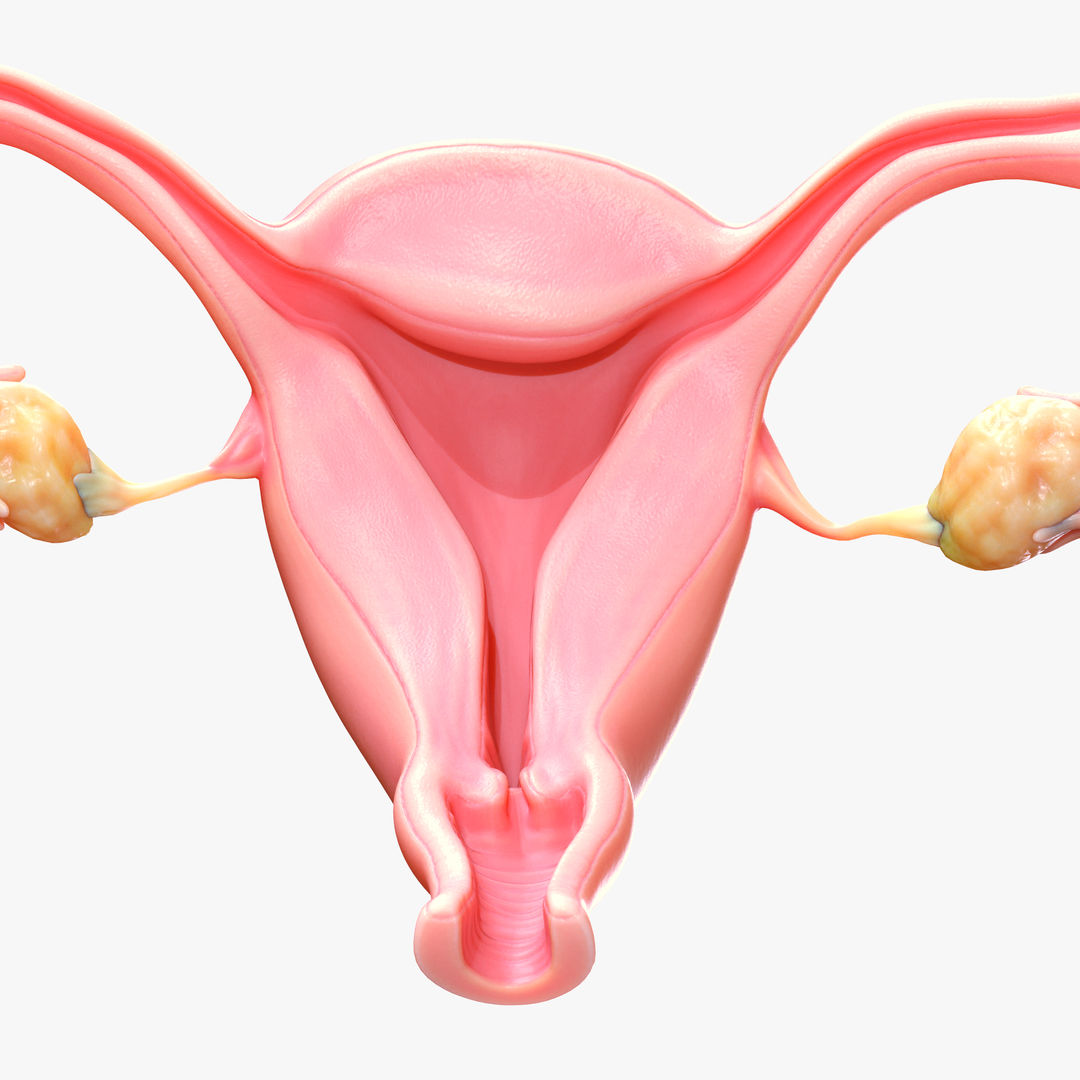Female Reproductive System 3d Model 1986