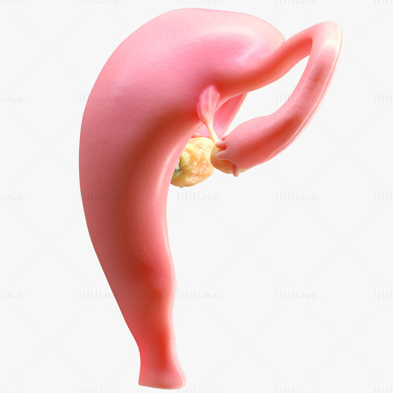 Female Reproductive System 3D Model