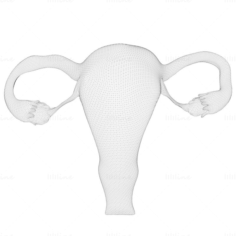 女性生殖系统3D模型