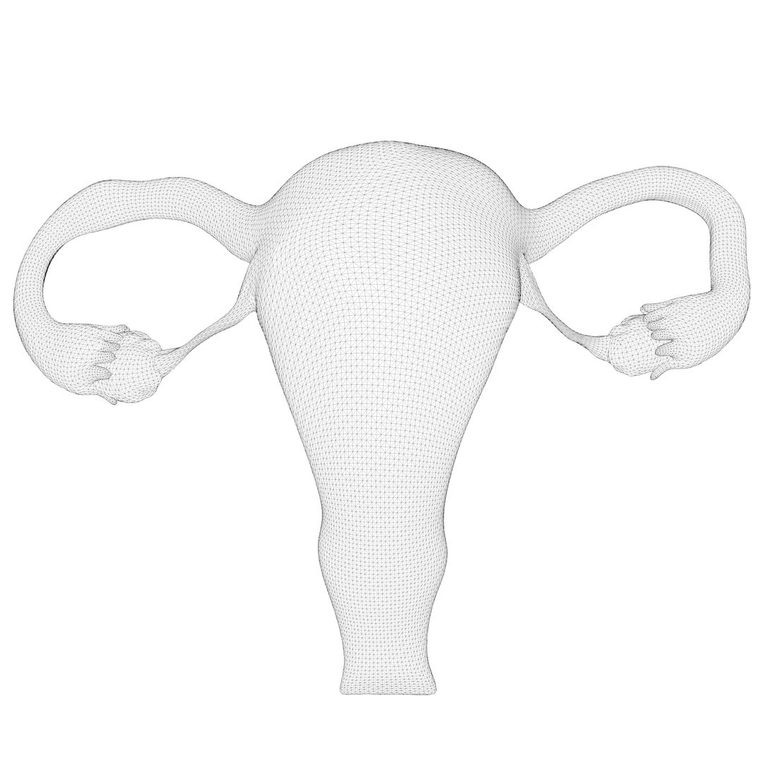 Female Reproductive System 3d Model