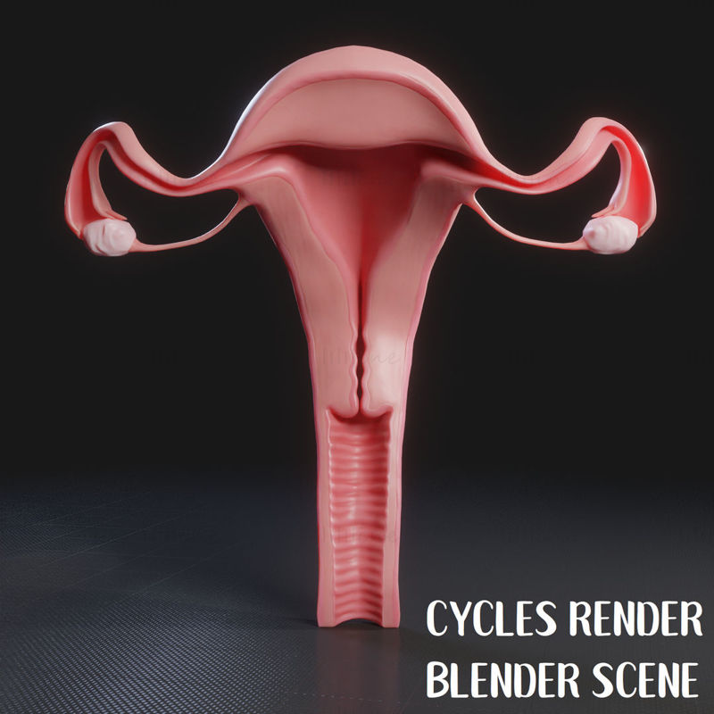 Female Reproductive system 3D Model C4D STL OBJ 3DS FBX TBSCENE Blend