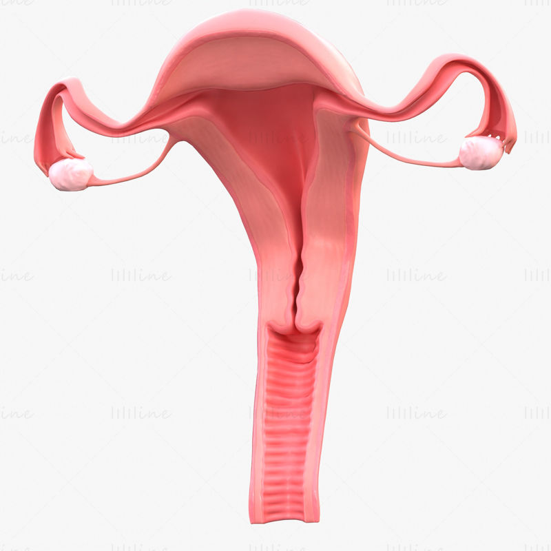Vrouwelijk voortplantingssysteem 3D-model C4D STL OBJ 3DS FBX TBSCENE Blend