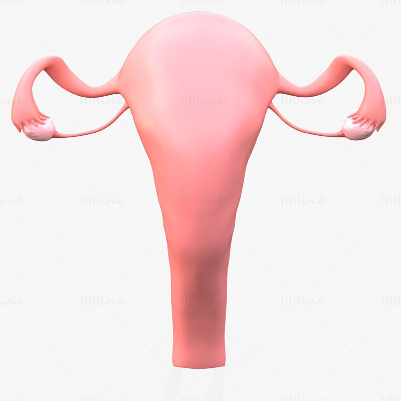 女性の生殖器系 3D モデル C4D STL OBJ 3DS FBX TBSCENE ブレンド