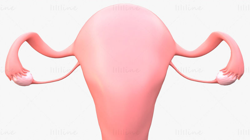 Ženský reprodukční systém 3D model C4D STL OBJ 3DS FBX TBSCENE Blend
