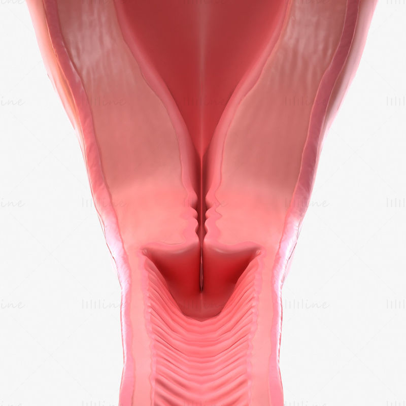 Female Reproductive system 3D Model C4D STL OBJ 3DS FBX TBSCENE Blend