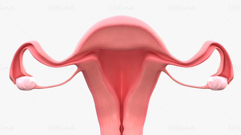 Ženský reprodukční systém 3D model C4D STL OBJ 3DS FBX TBSCENE Blend
