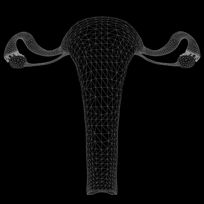 Female Reproductive System D Model C D Stl Obj Ds Fbx Tbscene Blend