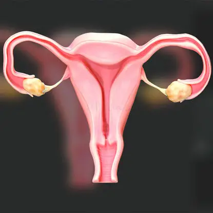 Ilustración médica del sistema reproductor femenino PNG