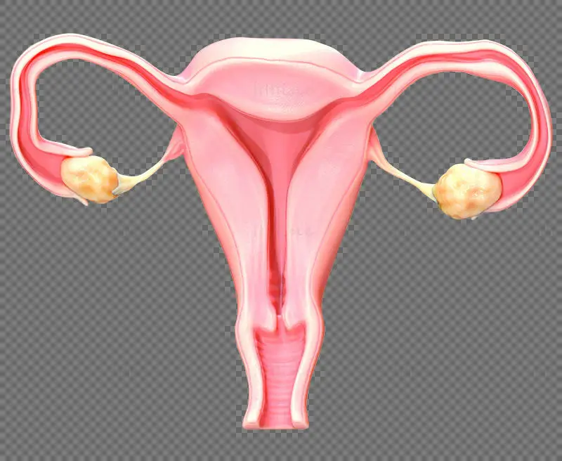 Ilustración médica del sistema reproductor femenino PNG