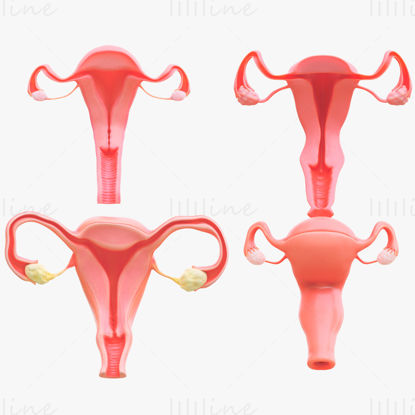 Ensemble de modèles 3D de la section du système reproducteur féminin