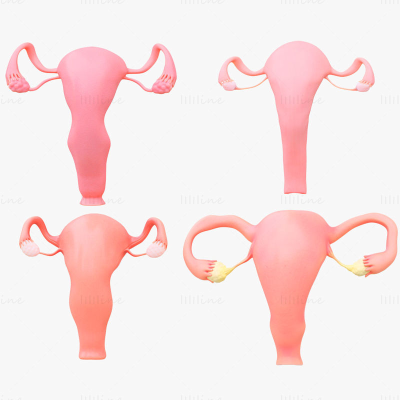 Female Reproductive System Section 3D Model Bundle