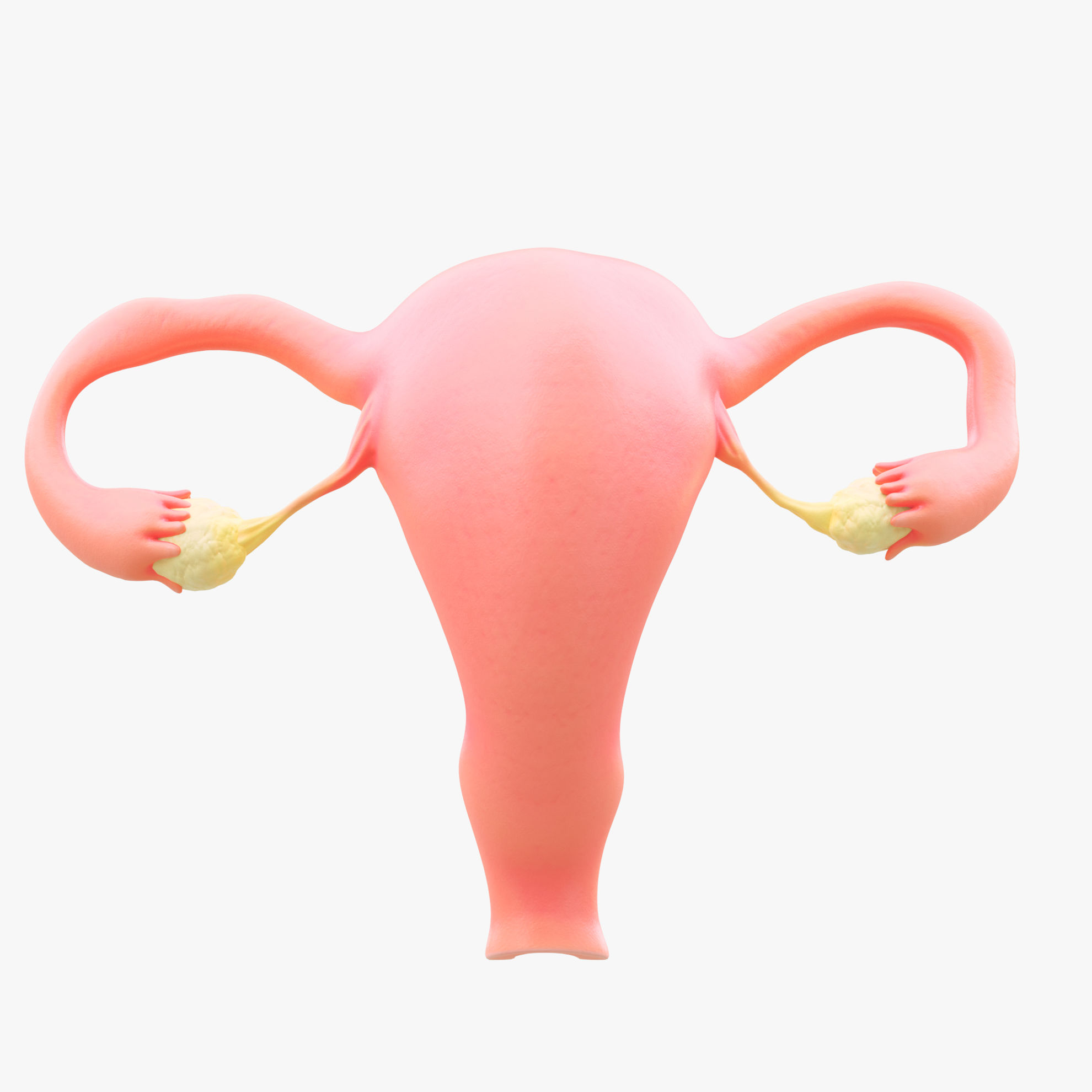 Female Reproductive System Section 3d Model Bundle