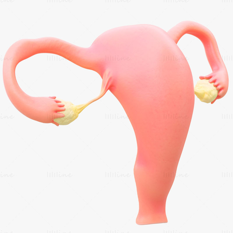 Female Reproductive System Section 3D Model Bundle