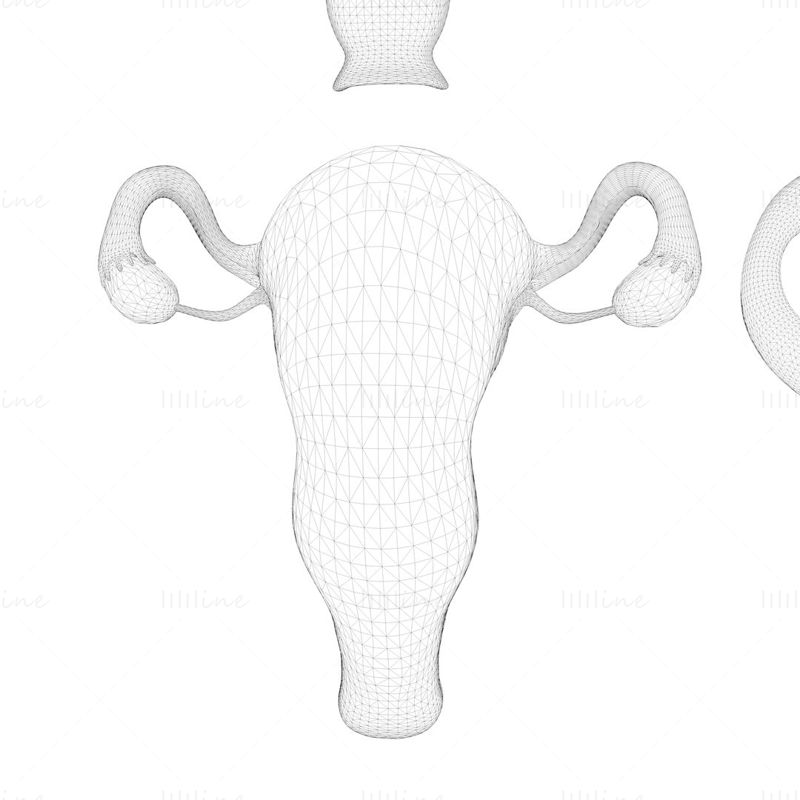 Abschnitt des weiblichen Fortpflanzungssystems 3D-Modellbündel