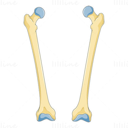 Векторска научна илустрација бутне кости