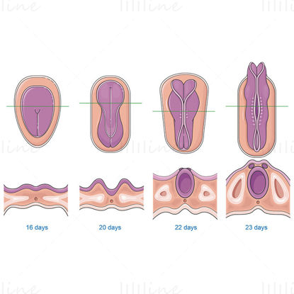 Desenvolvimento do tubo neural do feto, ilustração vetorial