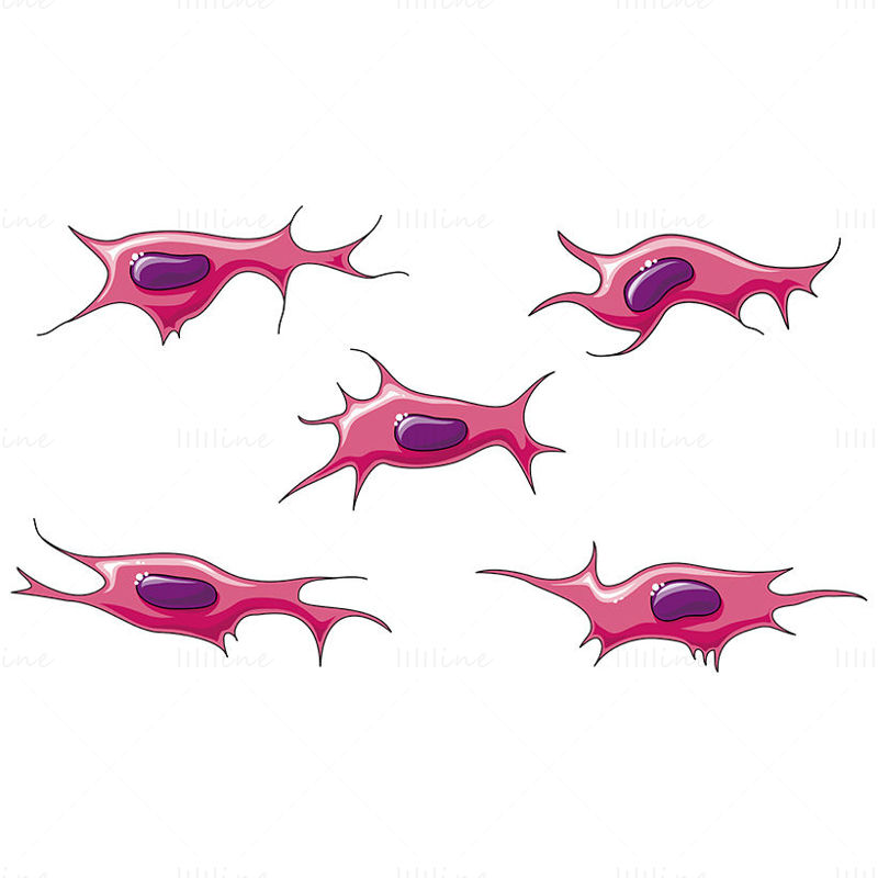 Fibroblasts vector scientific illustration