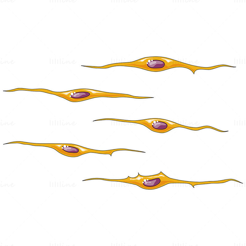 Fibrocytes vector scientific illustration