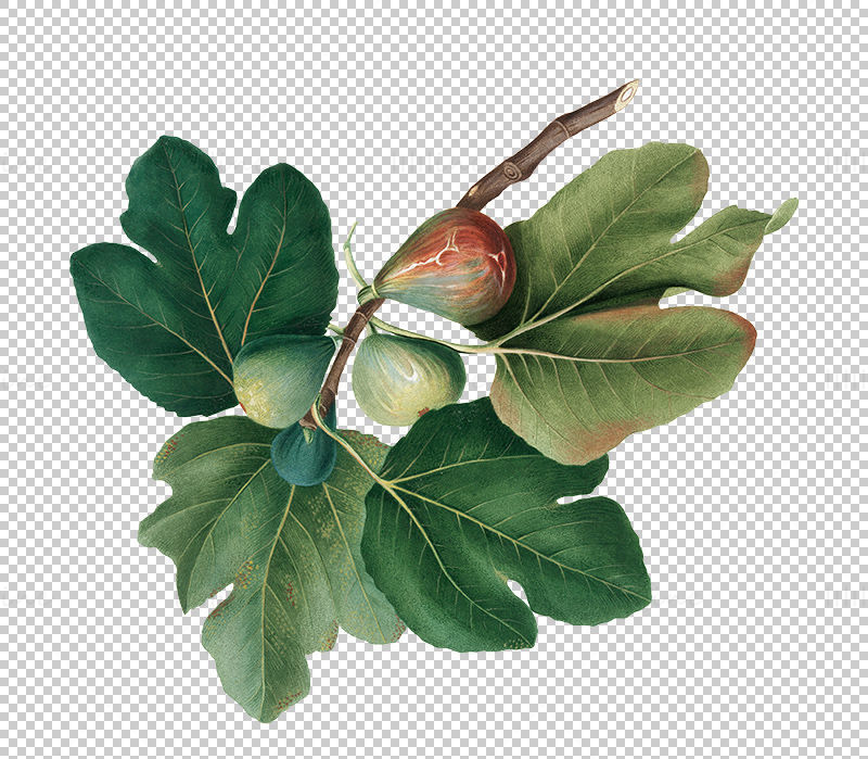 Fig fruit PNG
