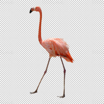 Фламинго png