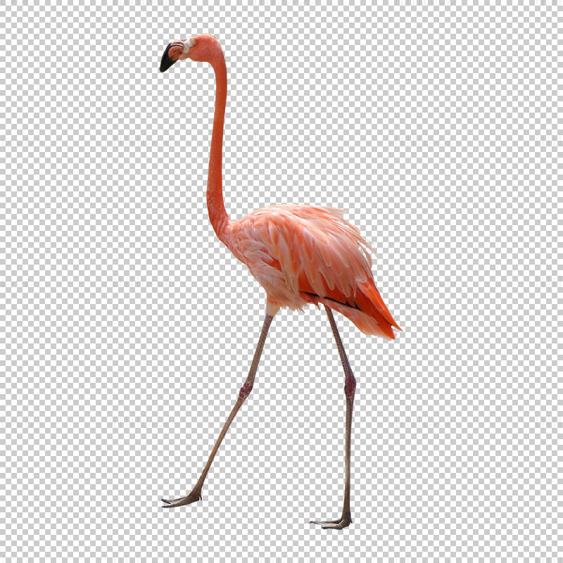 Flamingo png