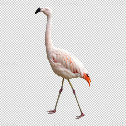 PNG снимка на фламинго