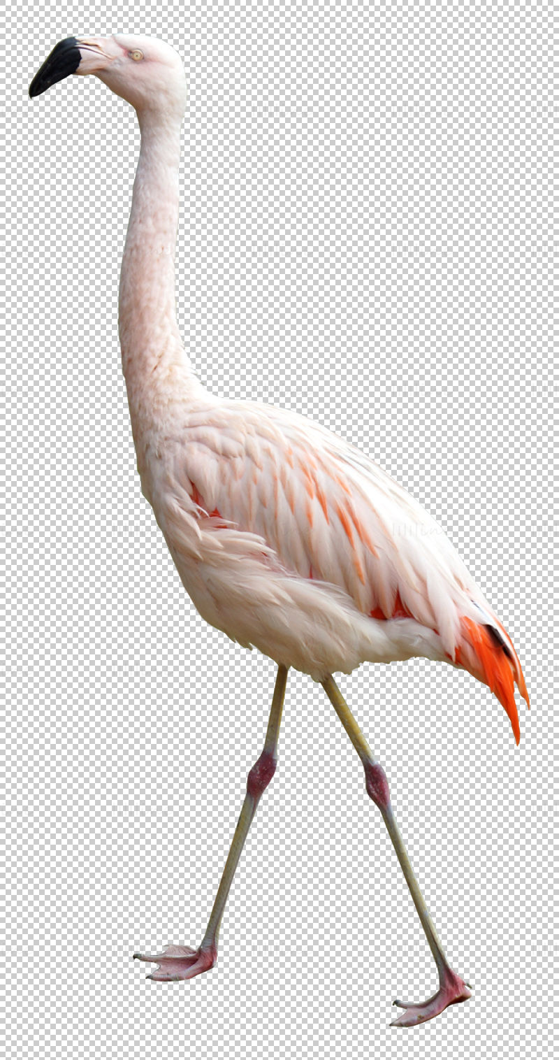 Flamingo png fotó