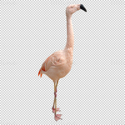 Flamingo álló png