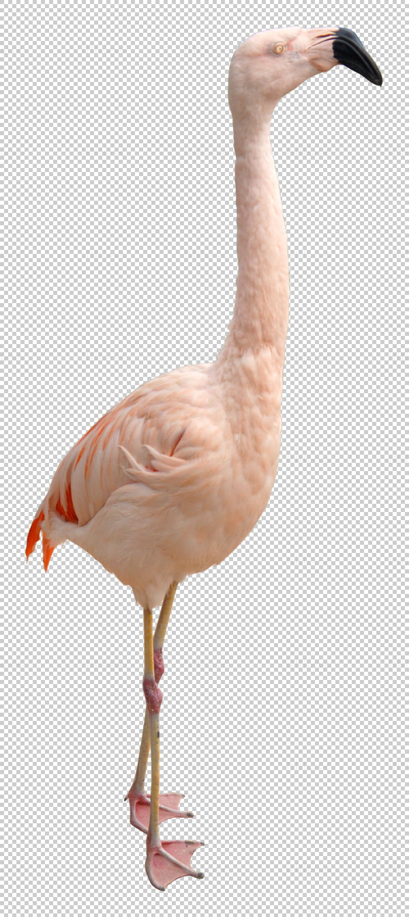 Flamingo álló png