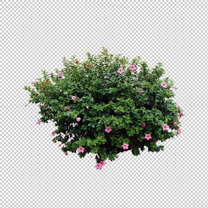 Flower bush png
