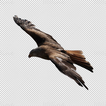 Flying Eagle transparent png