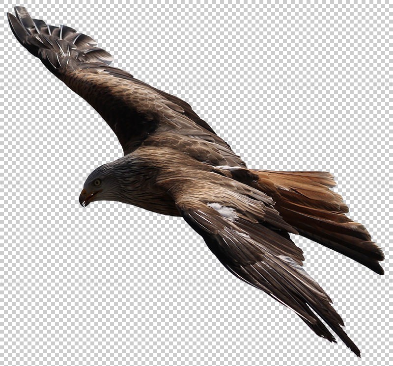 Летящ орел прозрачен png