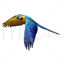 Flying macaw png