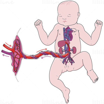 Foetal circulation vector illustration